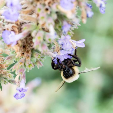 Mavi çiçeğin üzerindeki bir sineğin makro görüntüsü.