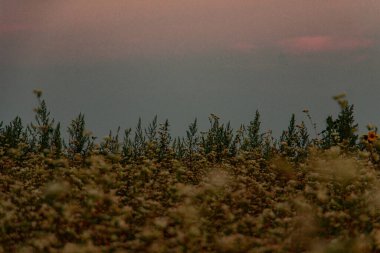 Gün batımında gökyüzünün altındaki bir tarlada kır çiçeklerinin manzarası