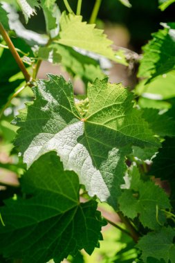 Üzüm yapraklarının dikey yakın çekimi ve üzerinde güneş ışınları var.