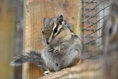 Hayvanat bahçesindeki bir sincabın yakın çekimi.