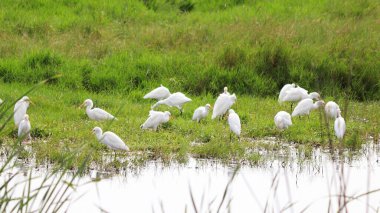 Yeşil mozaik çimlerin dışında beyaz turnalar duruyor.