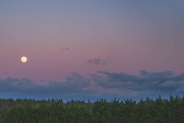 Pembe ve mor gökyüzündeki yeşil ağaçların üzerindeki güzel ay.
