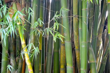 Güneşin altında durgun bir bambu ağacı manzarası