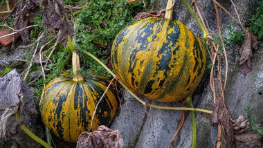 Yerde büyüyen iki büyük sarı ve yeşil balkabağının yakın çekimi.