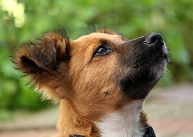 Yakasına tasma takmış şirin melez bir köpek yavrusunun yakın plan portresi.