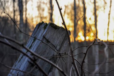 Kurumuş ağaç dallarının yakın çekimi.