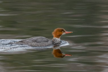 Merganser Thames Nehri Norwich Connecticut Ördeği 'ne yakın çekim