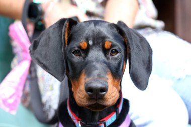 Yakından çekilmiş mavi yakalı siyah bir Doberman köpeğinin portresi.