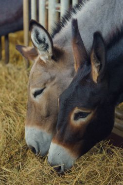 İki şirin eşeğin saman yediği dikey bir kare.