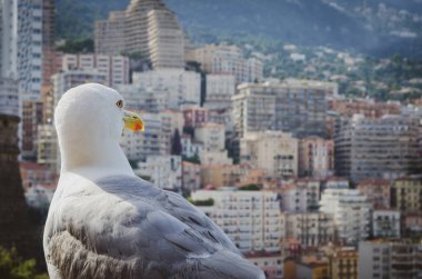 Şehir planına sahip bir martıya yakın çekim