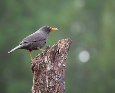 Ağaç kabuğunda oturan Avrasya Karatavuğu 'nun yakın plan fotoğrafı.