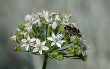 Bulanık bir arka planda beyaz çiçeklere tünemiş bir arı manzarası