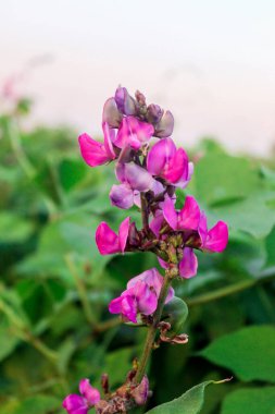 Fasulye bahçesinde güzel bir fasulye çiçeği