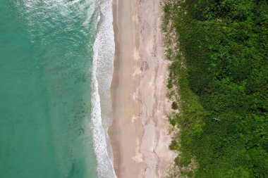Deniz kıyısındaki bir ormanın kuş bakışı görüntüsü.