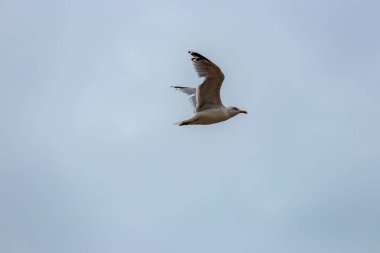 Açık bulutlu mavi gökyüzüne doğru uçan martıyı yakından çek..