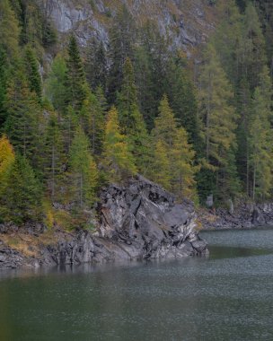 Göl kenarındaki çam ağaçlarının dikey görüntüsü..