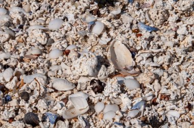 Küçük kaya ve kabukların yakın plan fotoğrafı.