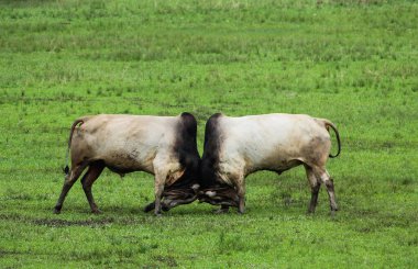 Boğalar çimen tarlasında birbirleriyle kavga ediyorlar.