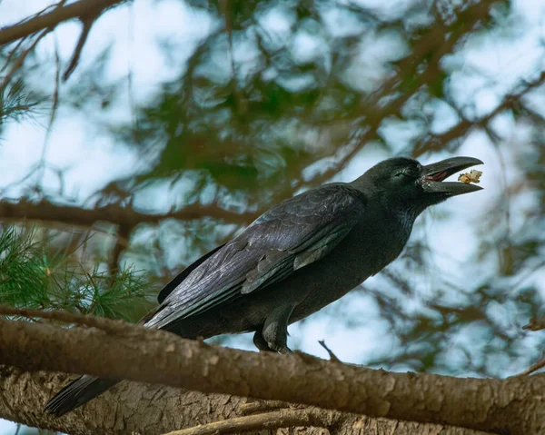 大嘴乌鸦栖息在树枝上的大嘴乌鸦 — 图库照片