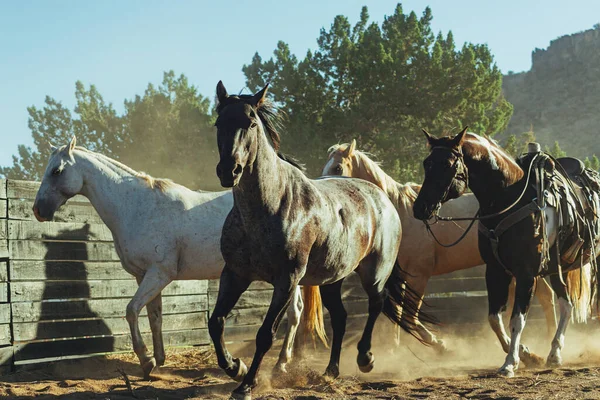 在美国得克萨斯州 一匹美丽的马在明亮的阳光下在围场里奔跑 — 图库照片