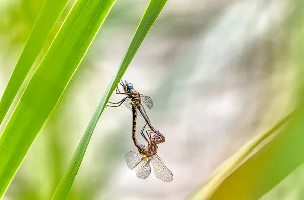 Para Sentry Dragonflies Hemicordulia Austraiae Kryjąca Się Liściu Trzciny Tłem — Zdjęcie stockowe