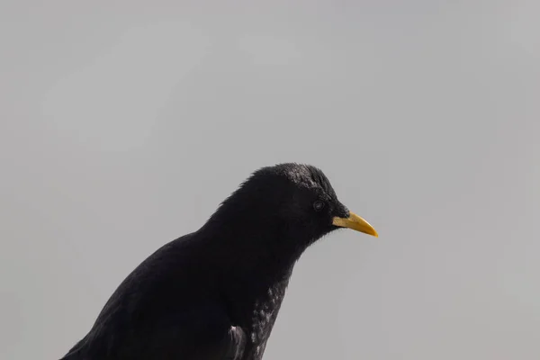 灰色の背景に共通の黒鳥のクローズアップショット — ストック写真