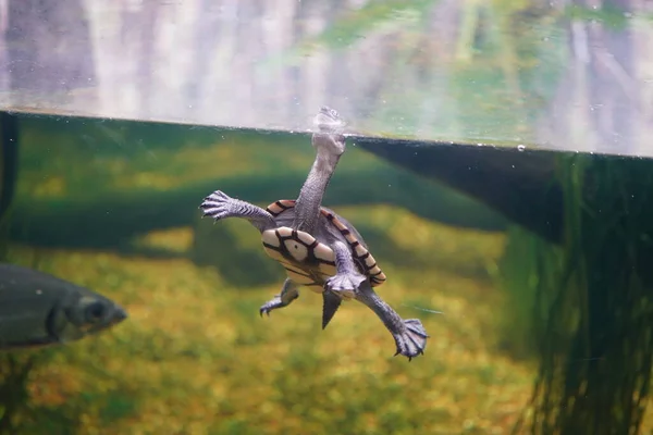 Lille Akvatisk Skildpadde Når Halsen Vandet - Stock-foto