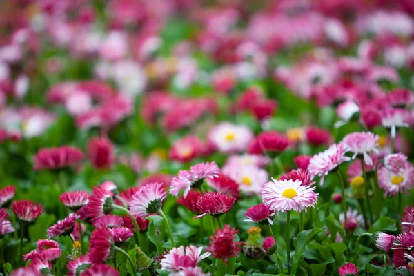 Tiro Ângulo Baixo Luz Rosa Escuro Flores Margarida Comuns Campo — Fotografia de Stock