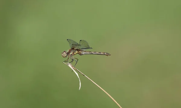 Una Libellula Comune Arroccata Una Pianta Uno Sfondo Sfocato — Foto Stock