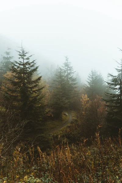 Гарний Портрет Туманної Дороги Горі Оточеної Сосновими Деревами Ірландії — стокове фото