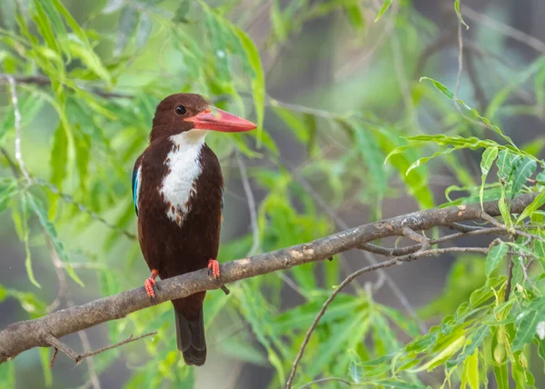 Branco Throated Kingfisher Poleiro Uma Árvore Olhando Câmera — Fotografia de Stock