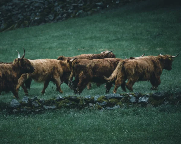 一日中野牛の群れの美しいショット — ストック写真