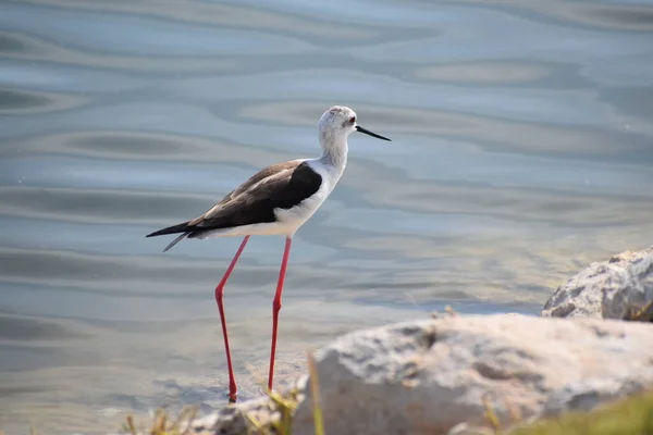 Close Black Winged Stilt Chilling Lake Shore — Stock Photo, Image