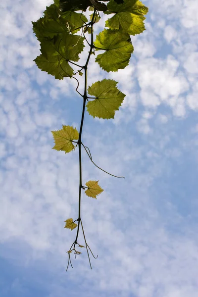 Foglie Verdi Dell Uva Vigneto All Inizio Dell Autunno — Foto Stock