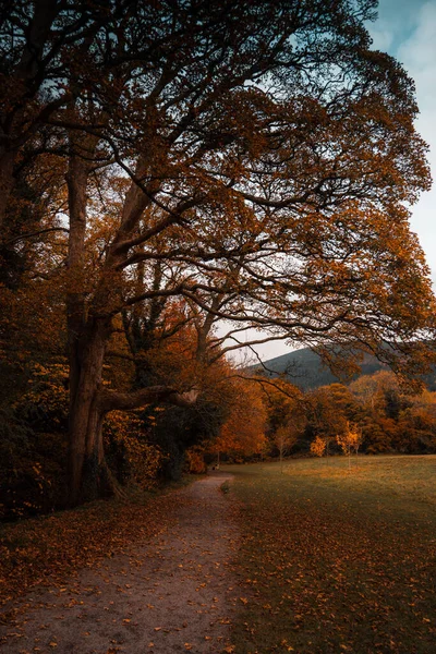 Sonbahar Boyunca Bir Tarlada Ağaçların Yaprakların Manzaralı Bir Portresi — Stok fotoğraf