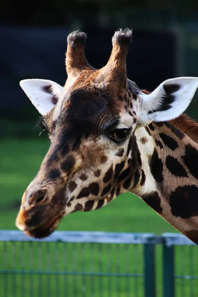 Primo Piano Verticale Una Testa Giraffa Parco Nazionale — Foto Stock