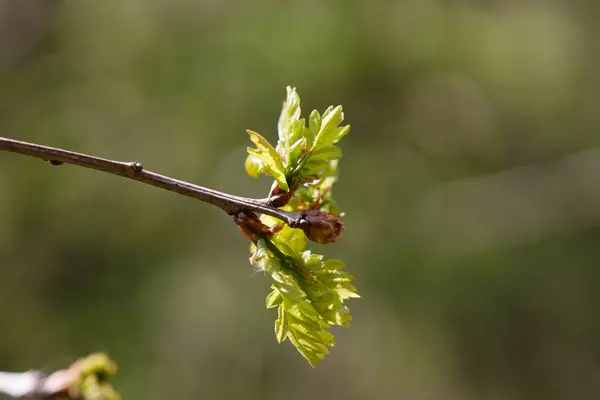 Nahaufnahme Einer Grünen Pflanze Auf Verschwommenem Hintergrund — Stockfoto