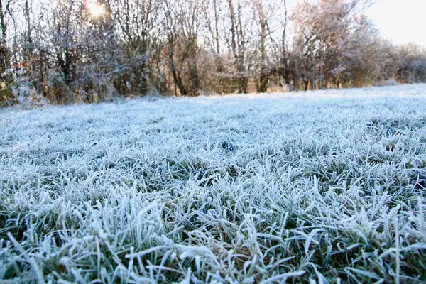 Schładzający Widok Zielone Pole Trawy Pokryte Mrozem Zimą — Zdjęcie stockowe