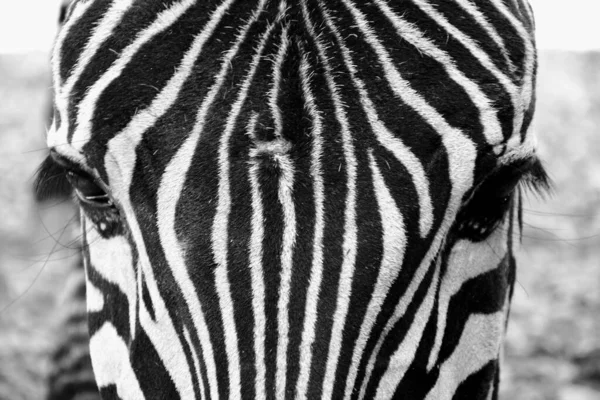 Egy Közeli Kép Egy Zebráról Amint Egyenesen Kamerába Néz Egy — Stock Fotó