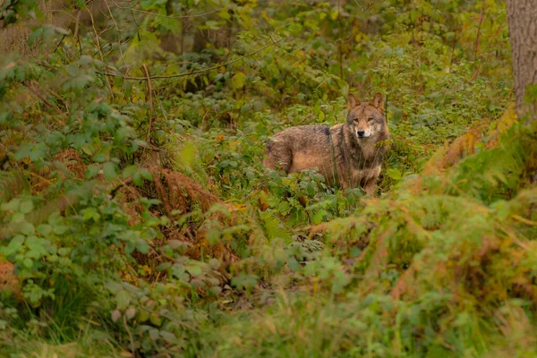 Lobo Ibérico Salvaje Canis Lupus Signatus Bosque Busca Presa — Foto de Stock