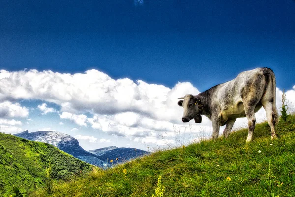 Симпатична Корова Горах Дзвінком Зеленому Полі Тлі Блакитного Хмарного Неба — стокове фото