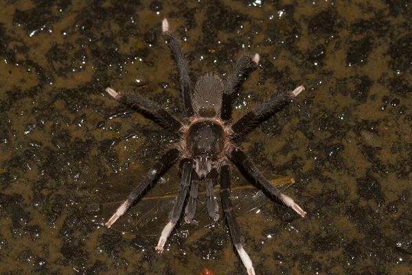 Makró Felvétel Egy Tarantula Pókról Amint Egy Ravasz Helyen Fekszik — Stock Fotó