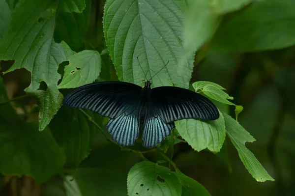 Schmetterling Auf Einem Blatt Große Mormonen Papilio Memnon Kaeng Krachan — Stockfoto