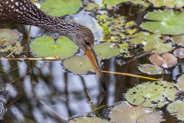 A close-up shot of a limpkin bird about to hunt its food in swamp surrounded by a water plants leaves
