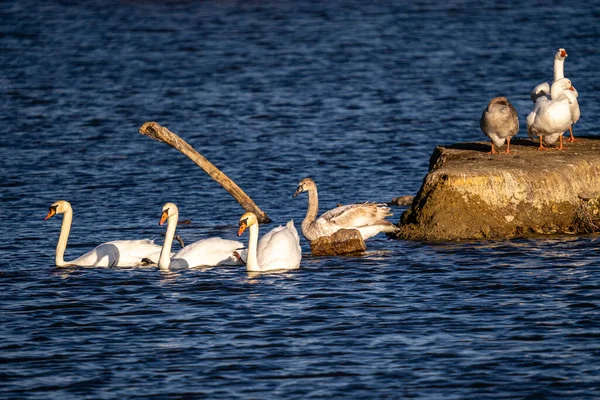 Beautiful View Graceful Swans Floating Lake — Stock Photo, Image