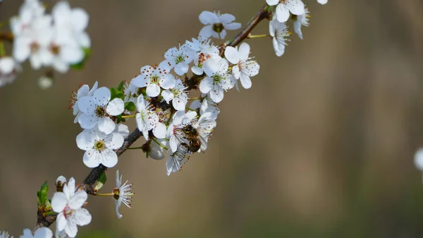 Shallow Focus Shot White Cherry Blossom — Stock Photo, Image