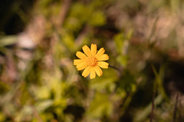 Żółty Kwiat Sphagneticola Trilobata — Zdjęcie stockowe