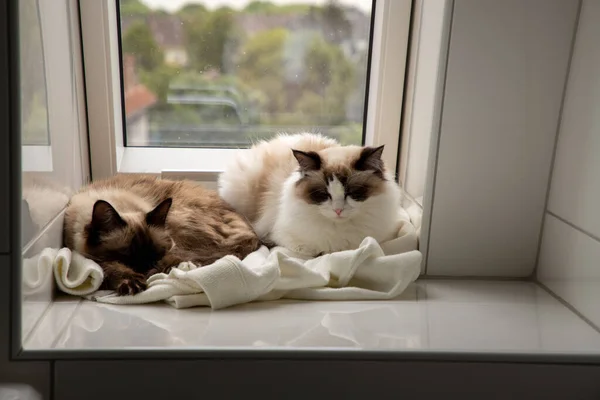 Beautiful Shot Two Cats Relaxing Windowsill — Stock Photo, Image