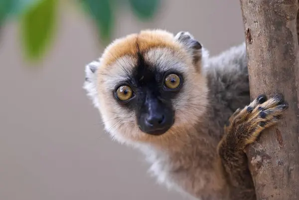 Portrait Brown Lemur Andasibe Madagascar — Stock Photo, Image