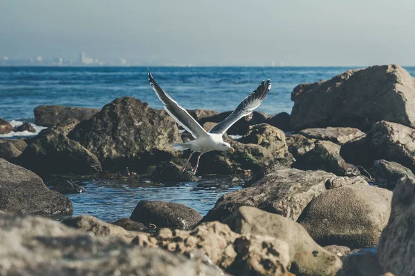 Härlig Mås Flyger Över Malibu Stranden Blå Himmel Solig Dag — Stockfoto